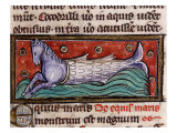 Merhorse  from 13th century Manuscript De Natura Rerum (Things of Nature) by Saint Albertus Magnus