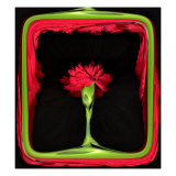Red Carnation as in a Stage