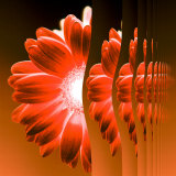 Gerbera Flower Vertical Slivers