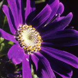 Cineraria  Senecio Hybridus  Oregon