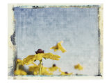 Blackeyed Susans I