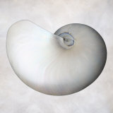 Still Life of a Shell