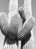Black and White Image of Two Cactus Plant