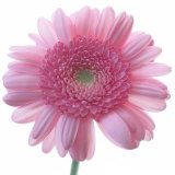 Still Life Photograph  Frontal Shot of a Pink Gerbera  Square Format Image