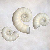 Still Life of 3 Shells