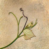 Spring Grape Leaves with Dry Tendril