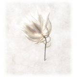 Still Life of a Flower