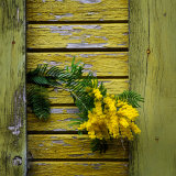 Yellow Acacia Tree Blossoms Against Aging Yellow-Painted Wood