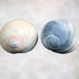 Still Life of Two Shells