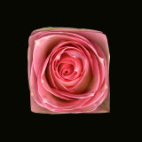 Cubic Pink Rose
