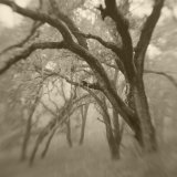 Sepia Toneds Image of Trees in the Wood