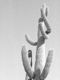 Black and White Image of a Cactus