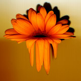 Gerbera Flower Melting  Digital Manipulation