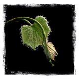 Closeup of Young Spring Grape Leaf with Early-Morning Dewdrops