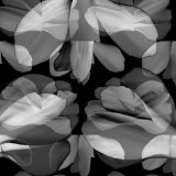 Floral Petals Upon Petals