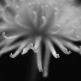 Close-Up of Flower Petals in Black and White