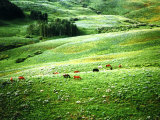 Lush Hillside with Horses in the Middle Ground  Colorado Rockies  Colorado  USA