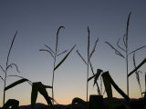 Corn Silhouetted by a Late Sunset