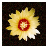 Cactus Flower on Background Sparkles