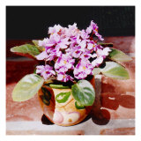 African Violet in Bright Light