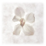 Still Life of a Flower