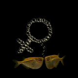 Two Tetra Fish Bubble Blow the Female Symbol