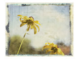 Blackeyed Susans II