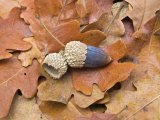 Acorn and Oak Leaves