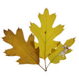 Fall Leaves on a White Background