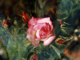 Pink Rose with Abstract Background