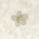 Still Life of a Flower
