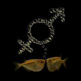 Two Tetra Fish Bubble Blow the Male and Female Symbols