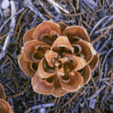 Singleleaf Pinyon Pine Cone  Pinus Monophylla  Nevada