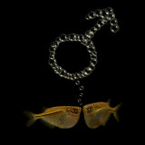 Two Tetra Fish Bubble Blow the Male Symbol