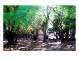 Woods in Florida  USA