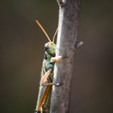 Close-Up of an Adult American Bird Grasshopper  Schistocerca Americana