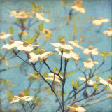 Dogwood I