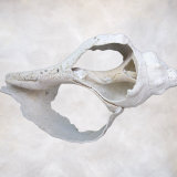 Still Life of a Shell