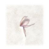 Still Life of a Flower