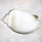 Still Life of a Shell