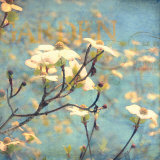 Dogwood II