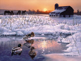 Winter Morning