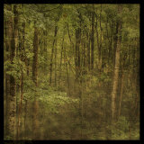 Fog in Mountain Trees