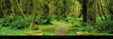 Road through Temperate Rain Forest  Olympic Peninsula