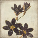 Purple Flower