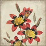Red Lily Flower