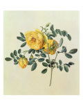 Rosa Hemispherica  18th century