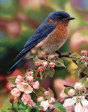 Blossoms And Buds