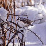 White Crown Sparrow