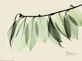 Sage Eucalyptus Leaves I
